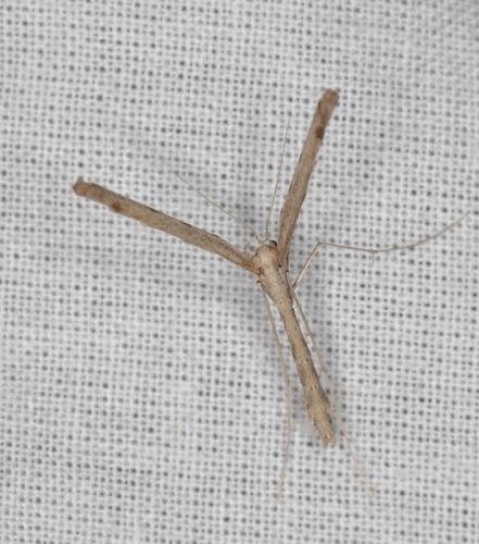 Réf. 217 424 : Agdistis tamaricis